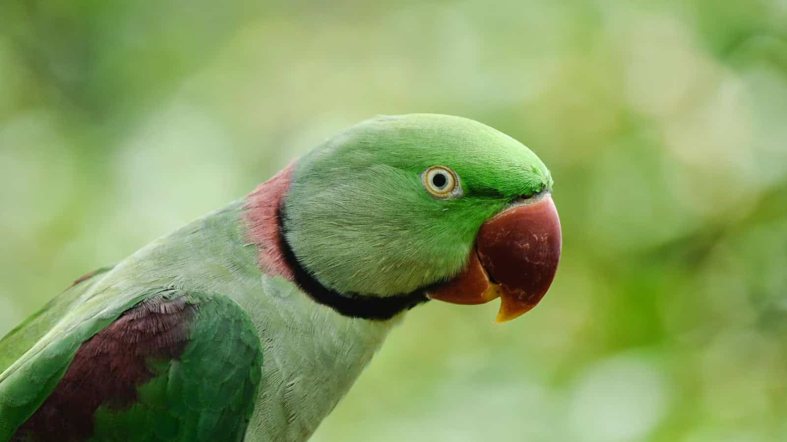 شاه طوطی