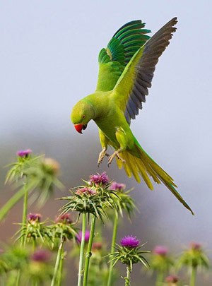 عکس Parrot