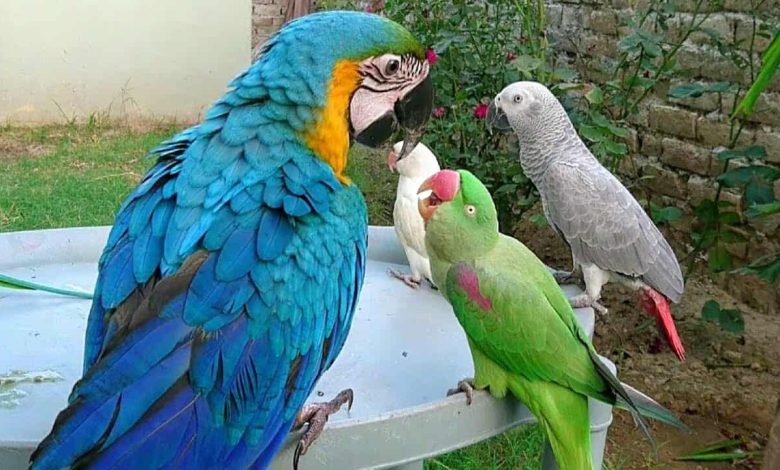 صدای طوطی