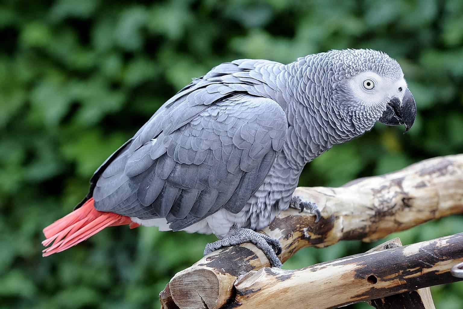 طوطی کاسکو