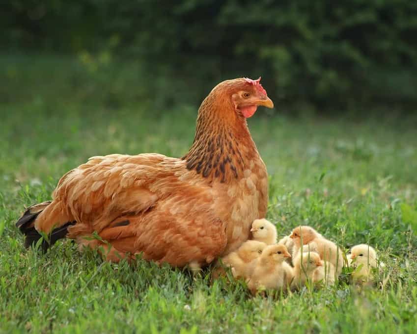 صدای مرغ