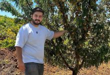 خرید نهال بادام و گردو