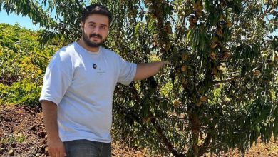 خرید نهال بادام و گردو